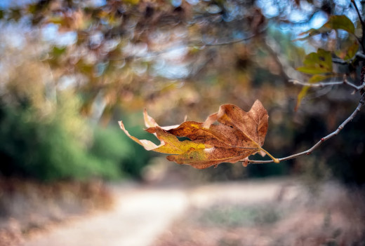 1254098 (a): :2500x1687